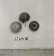 Click for 1 image(s) for this accession. FRUIT